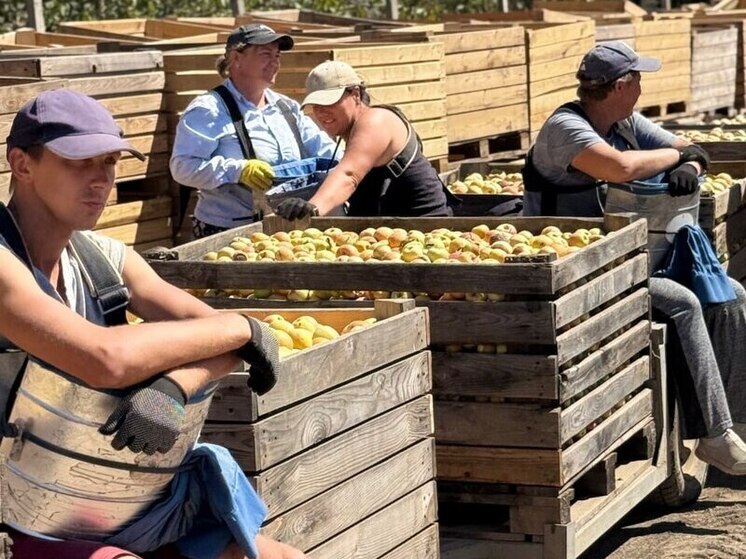 В Крыму созрел урожай ранних яблок