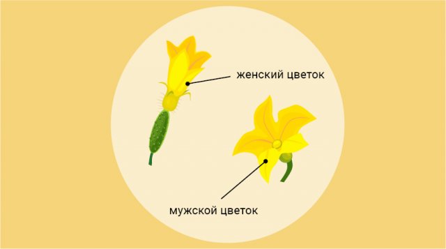 Как выглядит мужской и женский цветок