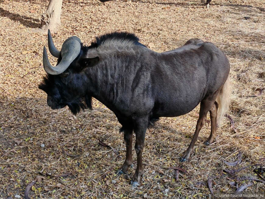 От Эребуни до Еревана