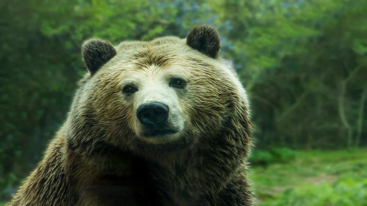 Bear sounds. Медведь Гризли. Бурый медведь. Морда медведя. Медведь в городе.