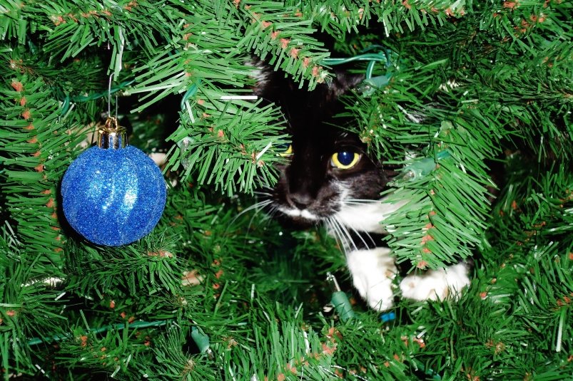 Праздник без происшествий: как уберечь елку от пушистого проказника Сайт pxhere.com (18+)
