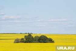 Посевных площадей под рапс в Тюменской области катастрофически не хватает