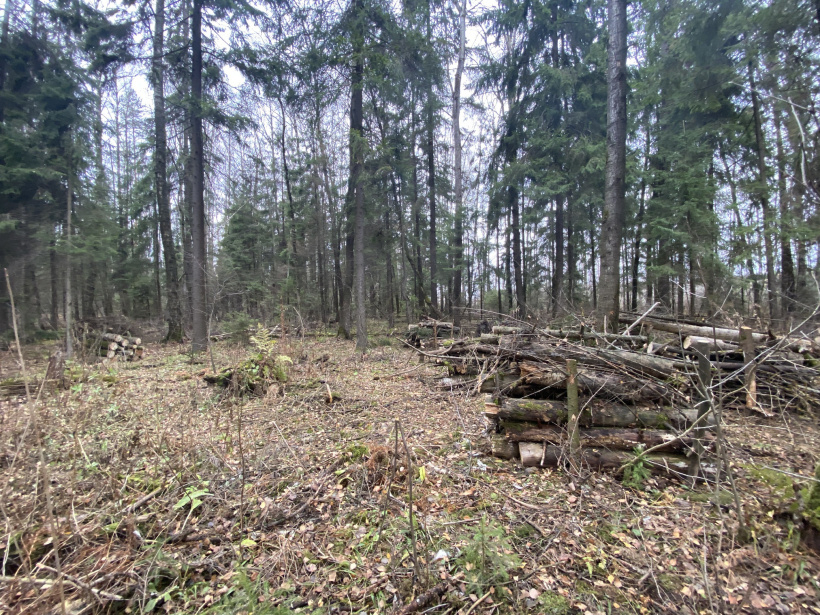 Леса должны. Вырубка лесов. Валежник Московская область. Forest Family лесопродукция. Здоровый лес Подмосковья Результаты.