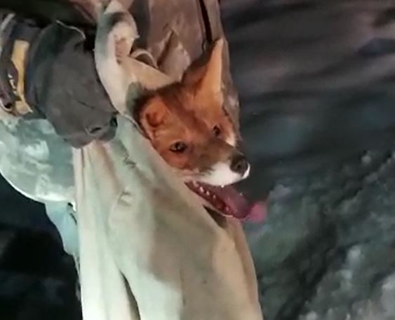 Спасатели в Подольске поймали лису-чернобурку и приняли ее за домашнюю