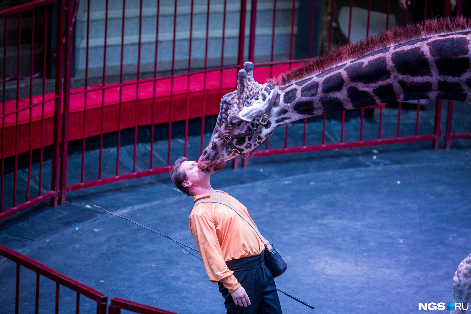 тц малинка новосибирск веселый остров. океанариум сочи дискавери ворлд аквариум. дельфиндор екатеринбург. экспозиция подводный мир океанариум екатеринбург. квест развлечение для дошкольников.