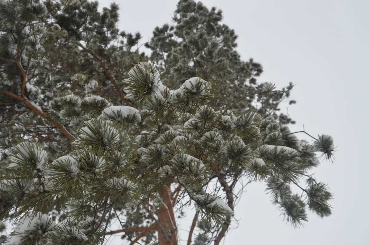 Плюсовая погода вернётся в Хабаровский край