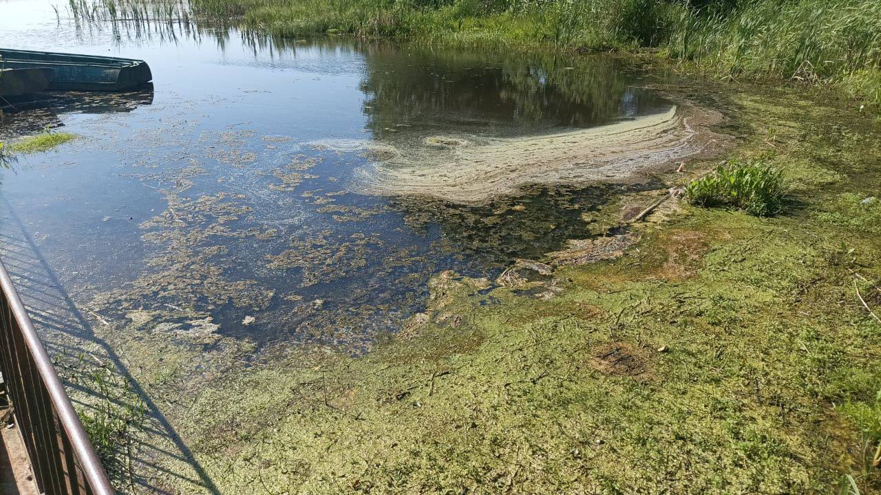 Водоросли озера