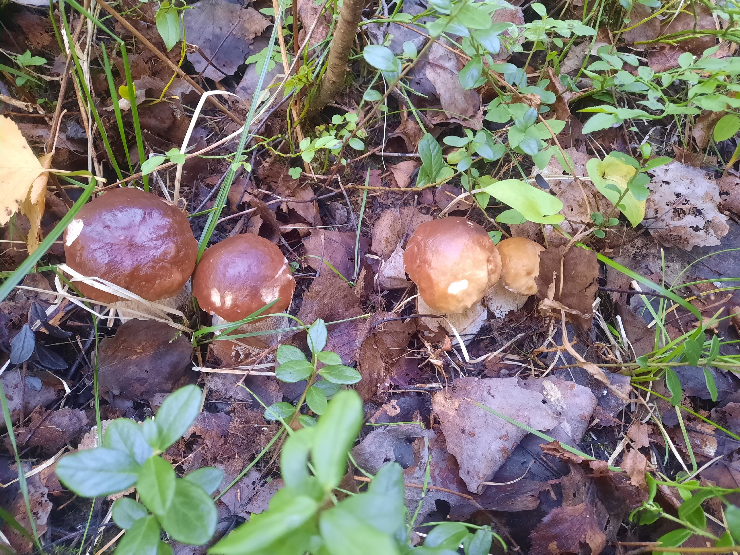 Молодые белые грибочки