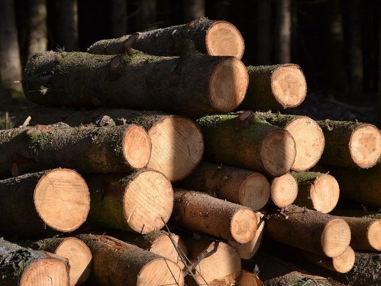 В Башкирии возбудили уголовное дело за незаконную вырубку леса на 9 млн рублей