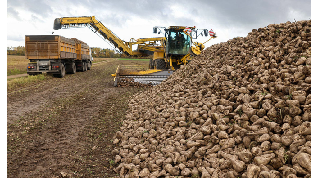 Брянские аграрии добились высокой урожайности сахарной свеклы