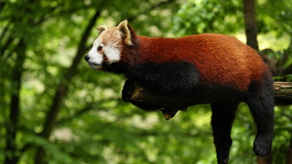Красная панда