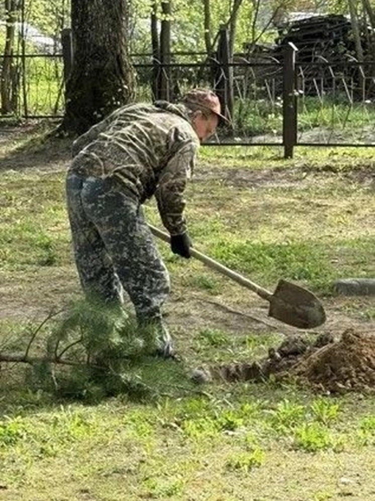 Сотрудники Невельской больницы посадили сосны в парке учреждения