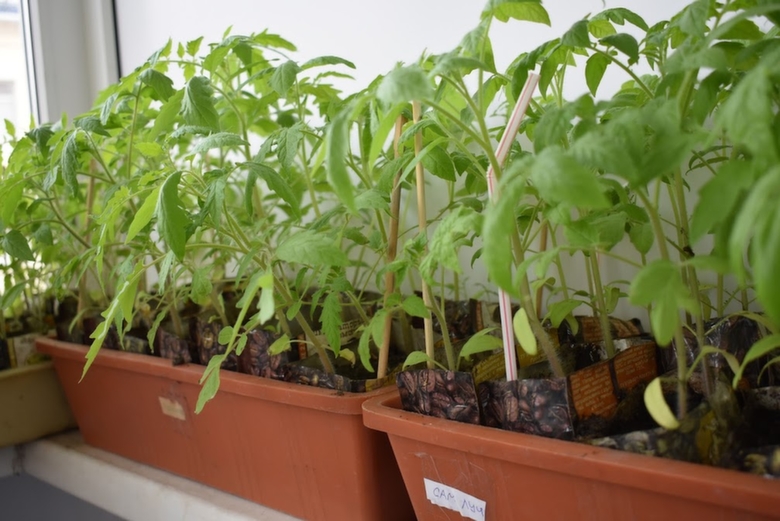 Как спасти рассаду помидор от перелива. Рассада огурцов после заморозков. Реанимация рассады томатов. Как спасать рассаду от мороза минус 6 градусов. Рассада помидор повяла.