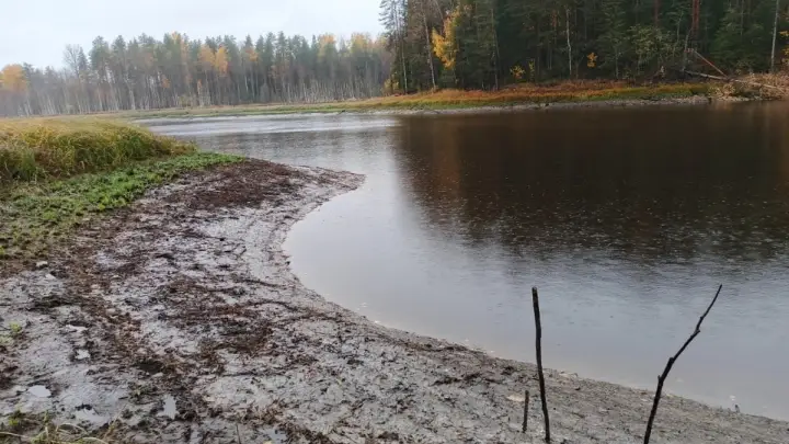 Вся вода ушла: озеро Шимозеро внезапно исчезло в Вологодской области
