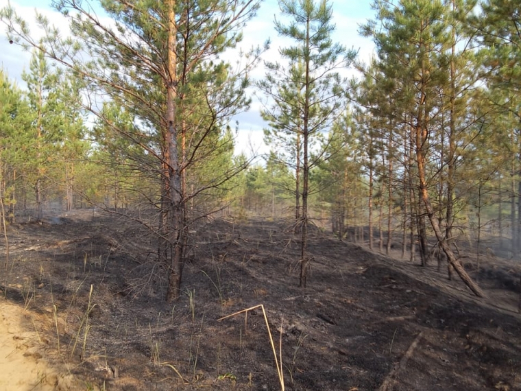 Снимаются ограничения на посещение лесов в Омской области