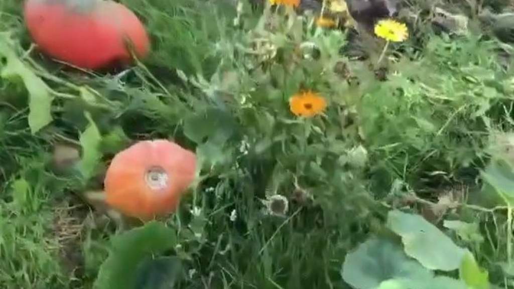 Кретинга - в тыквах 