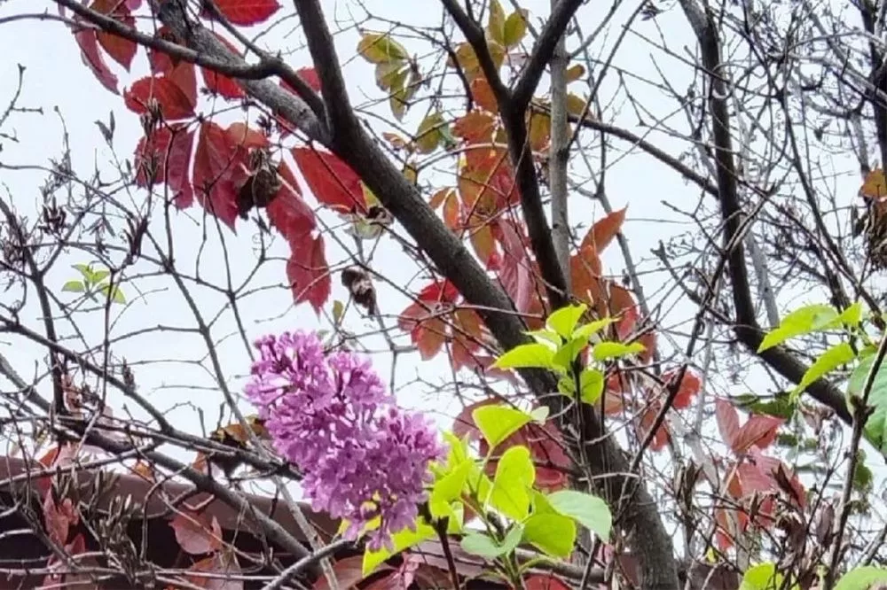 Сирень амурская листья. Листья сирени осенью. Цветущая сирень осенью. Сирень венгерская осень. Аллея мгу сирень.
