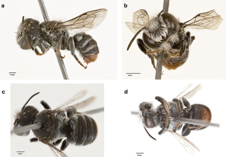 Фото: Prendergast and Campbell / Curtin School of Molecular and Life Sciences