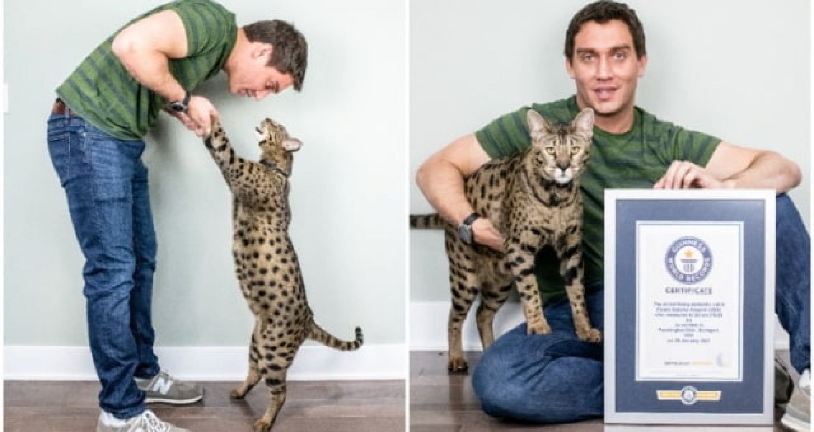 Tall cat. Фенрир кот породы Саванна. Саванна порода кошек с человеком. Самый высокий кот в мире. Большие высокие коты.