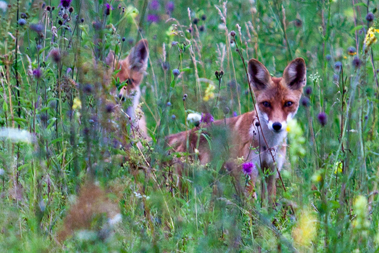 По новым правилам, госкомитет РТ по биоресурсам может вести отстрел лис только при установлении у них болезни