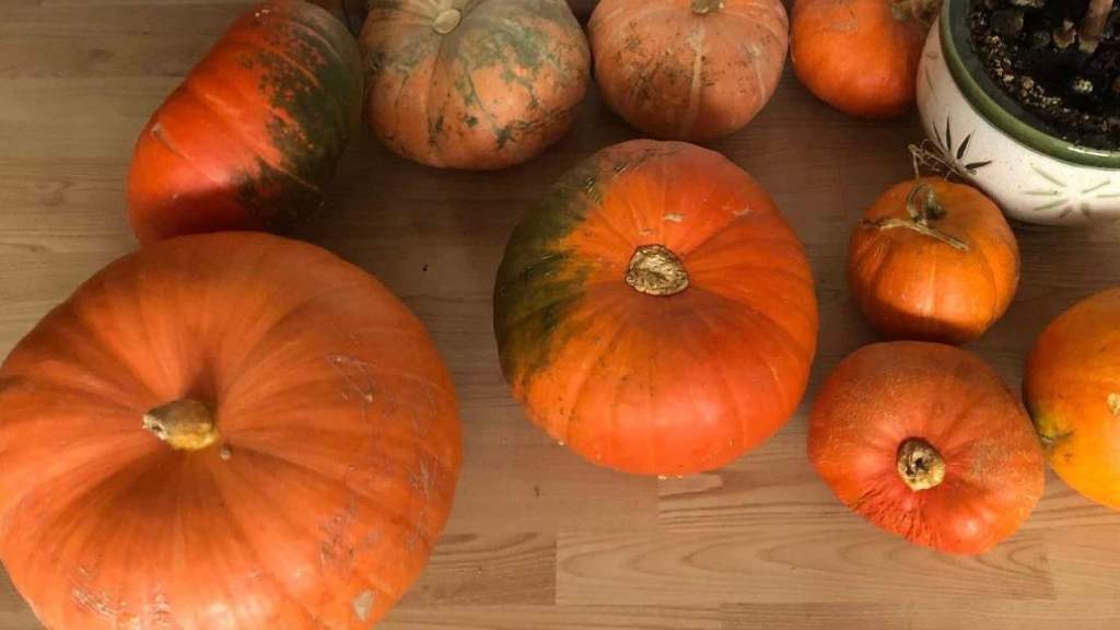 Кретинга - в тыквах 