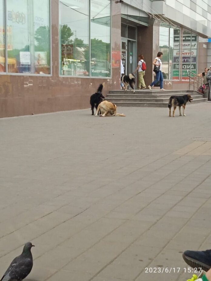 Пушдомик приют для животных в пушкине. Собака на сенной. Птичий рынок москва собаки. Собака на сенной. Собака на сенной.