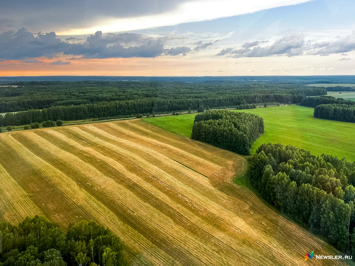 В Белохолуницком районе государству вернули участок леса площадью более 30 гектаров