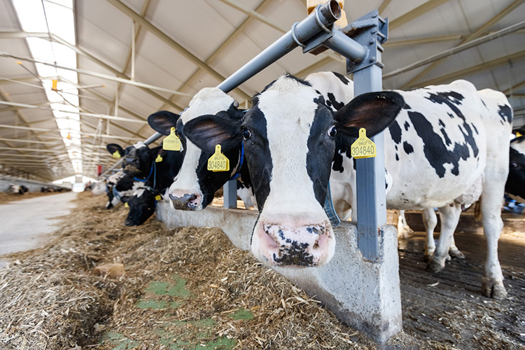 В производстве молока отметился некий спад. Суточный надой сократился с 97 до 86 тонн. Причина связана с высоким уровнем выбраковки коров