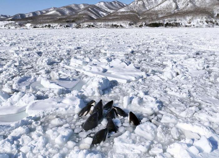 Эколог Лисицын сообщил о провале попытки спасти косаток из ледовой ловушки