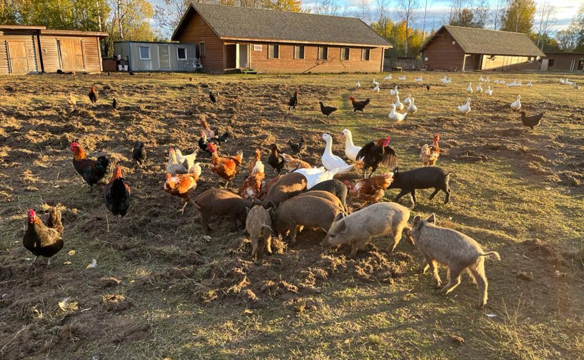 Farm friends