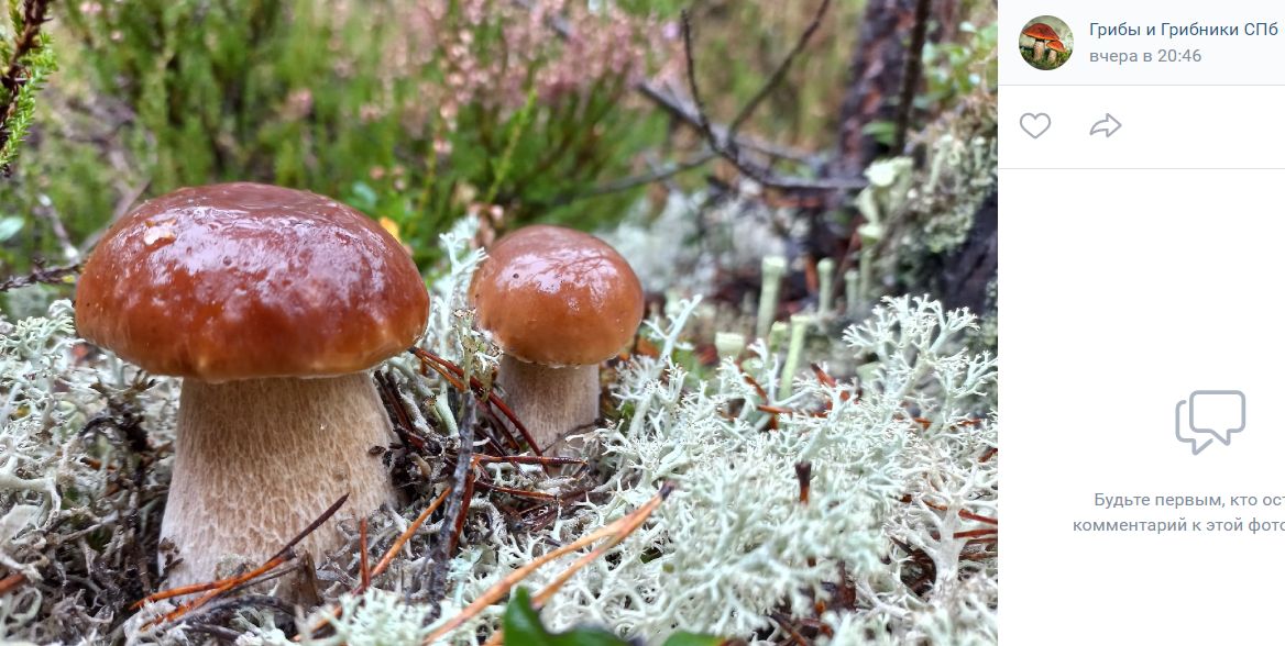 Грибы в августе. Грибы в коломенском районе. Грибы в осеннем лесу. Р он гриб. Грибы в гатчинском районе.
