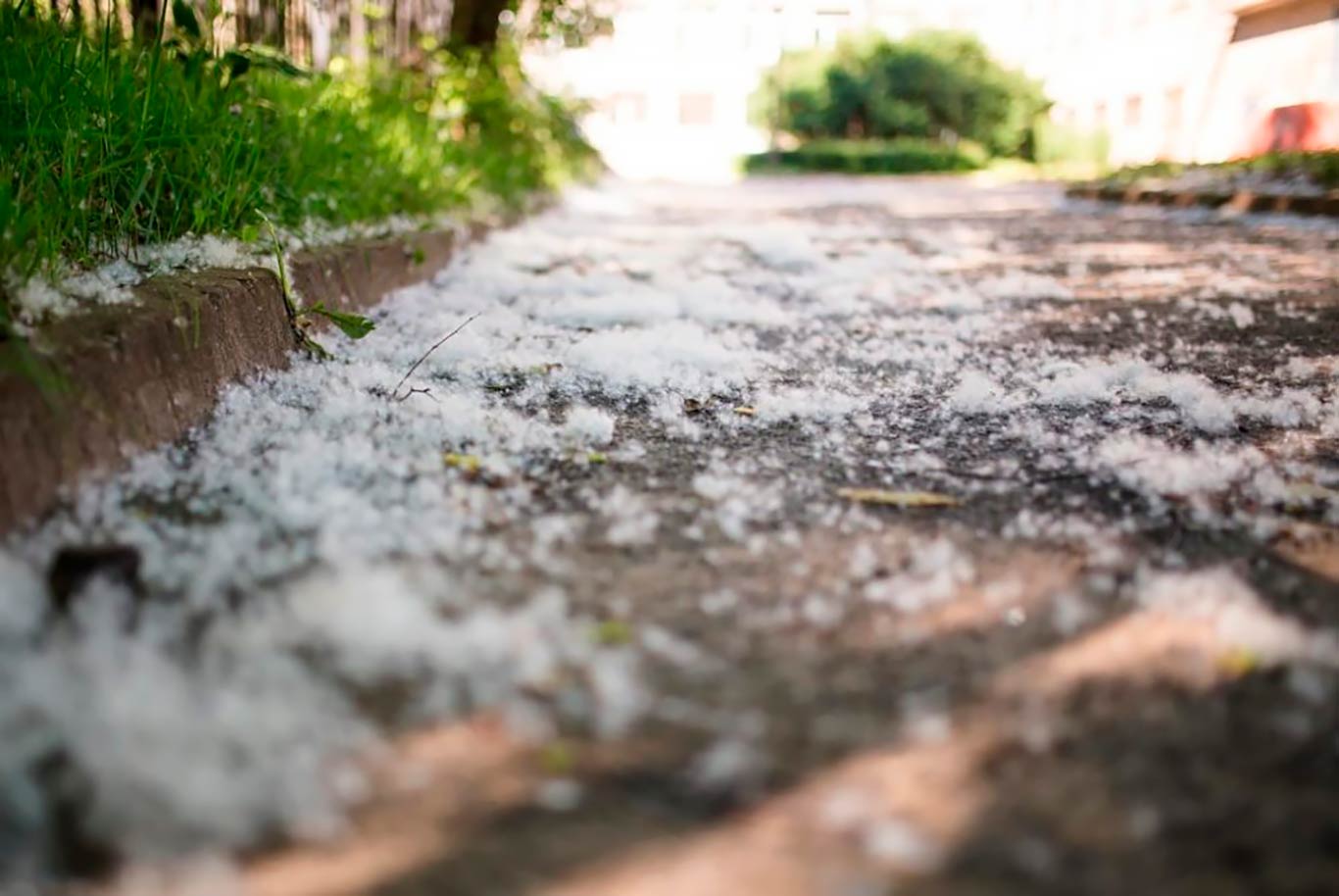 Лето тополиный пух. Тополь пух. Тополиный пух. Тополь пух. Тополь пух.