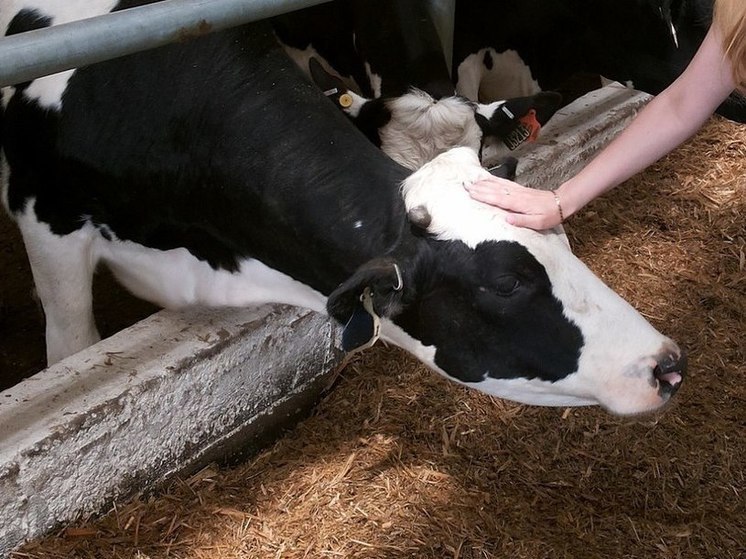 Во многих районах Калужской области обнаружены коровы с лейкозом