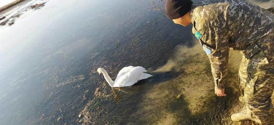 Рыжий лебедь. Спасение лебедей надпись. Пара лебедей. Фотосессия с лебедем. Спасение лебедя в ярославле.