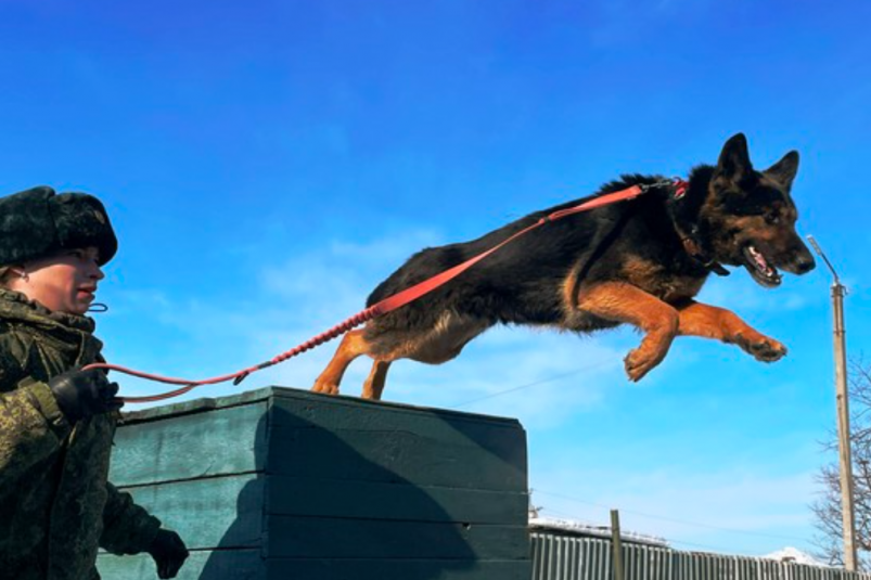 собаки хабаровский край. пропала собака хабаровск. собаки хабаровский край. собаки хабаровский край. собаки хабаровский край.