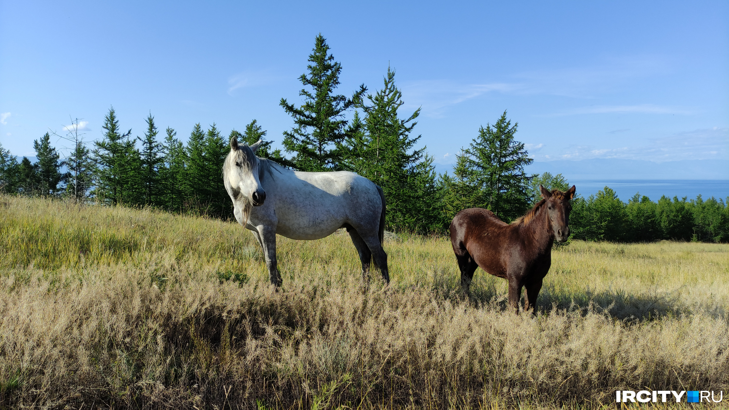 Лошадь с жеребенком на Байкале