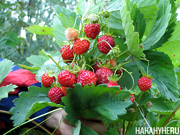 Свердловская селекционная станция садоводства. Strawberry Russia.