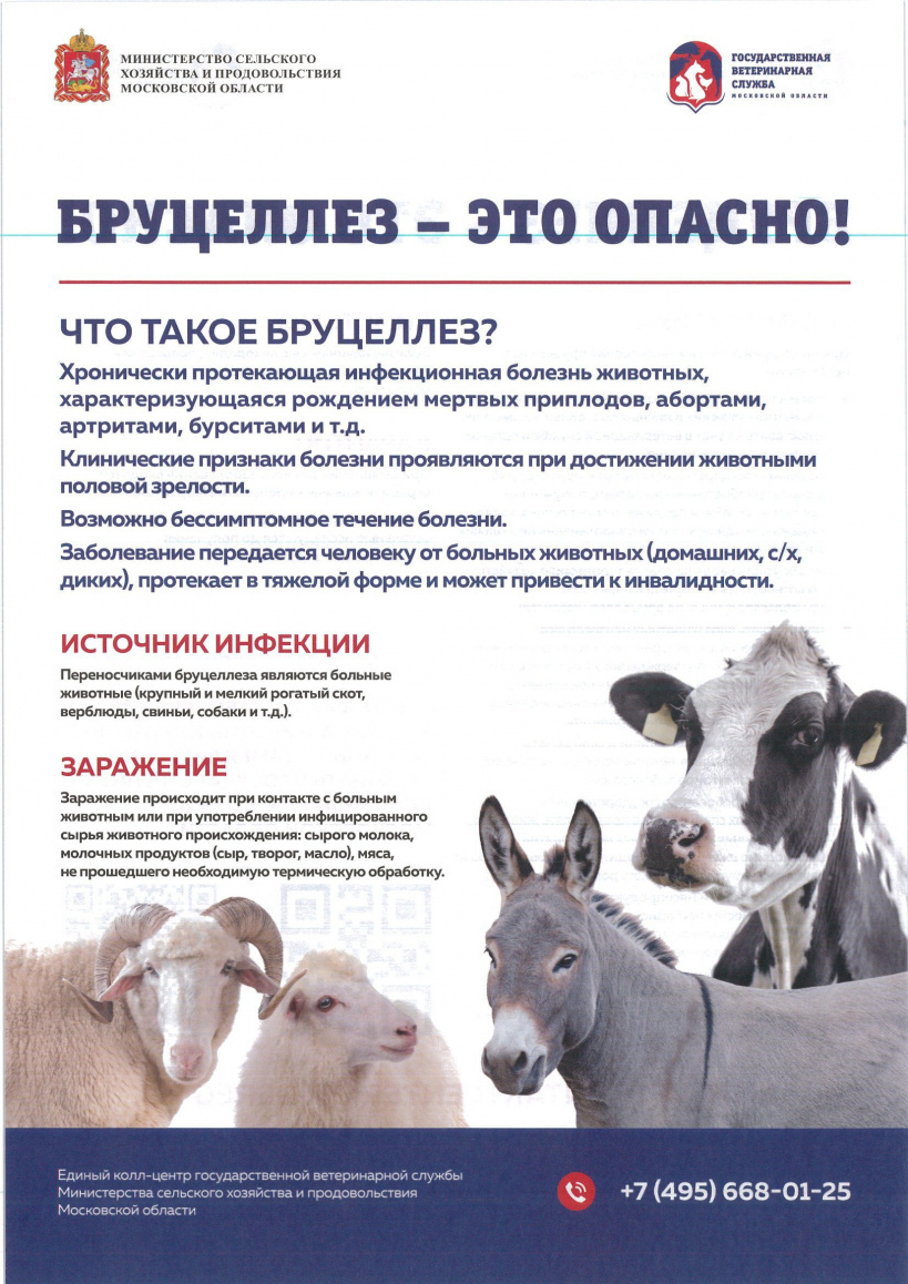 Симптомы бруцеллеза у кошек