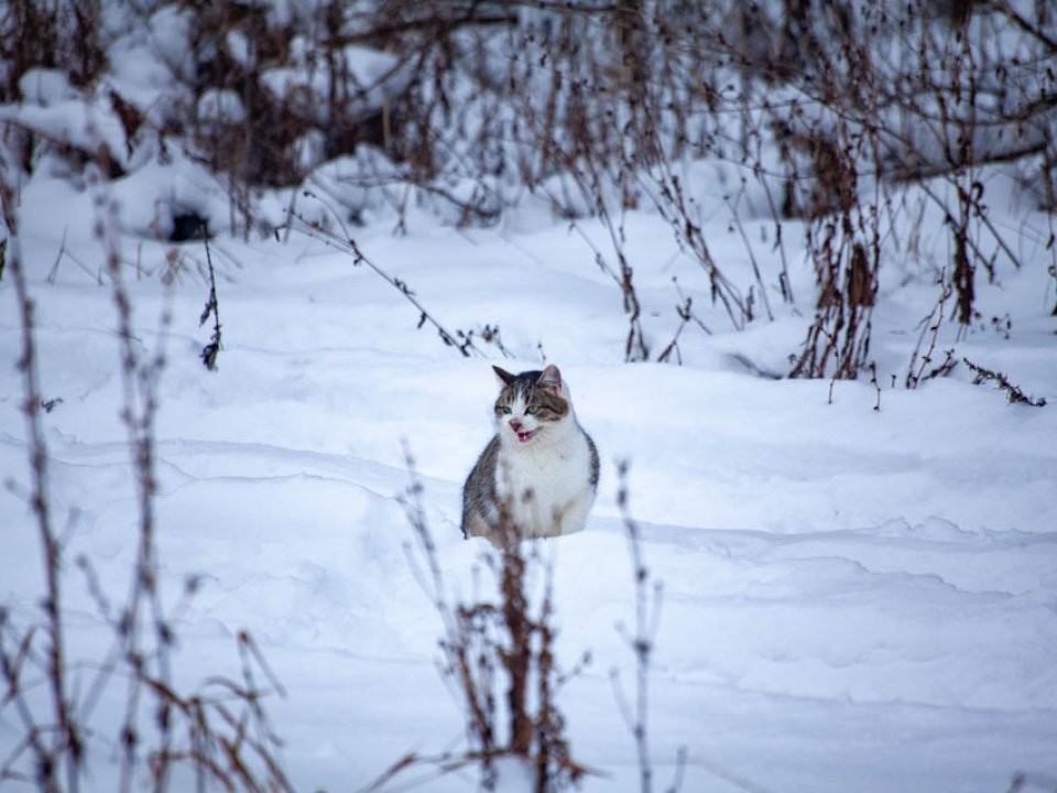 После лютых -28° по Подмосковью ударит оттепель с мощными снегопадами — синоптики