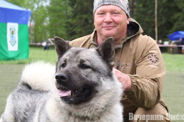 Лайки, борзые и гончие: в Омске прошла выставка охотничьих собак