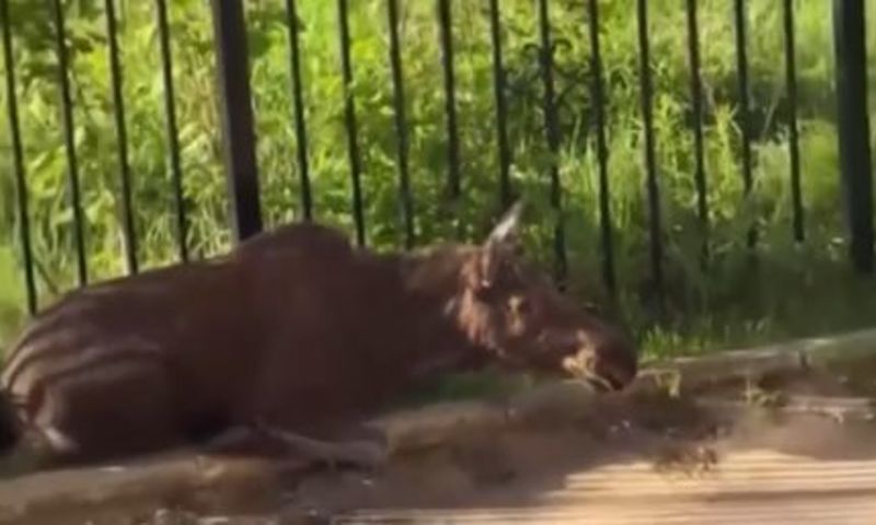 В Ярославле три лосенка забежали в закрытый двор