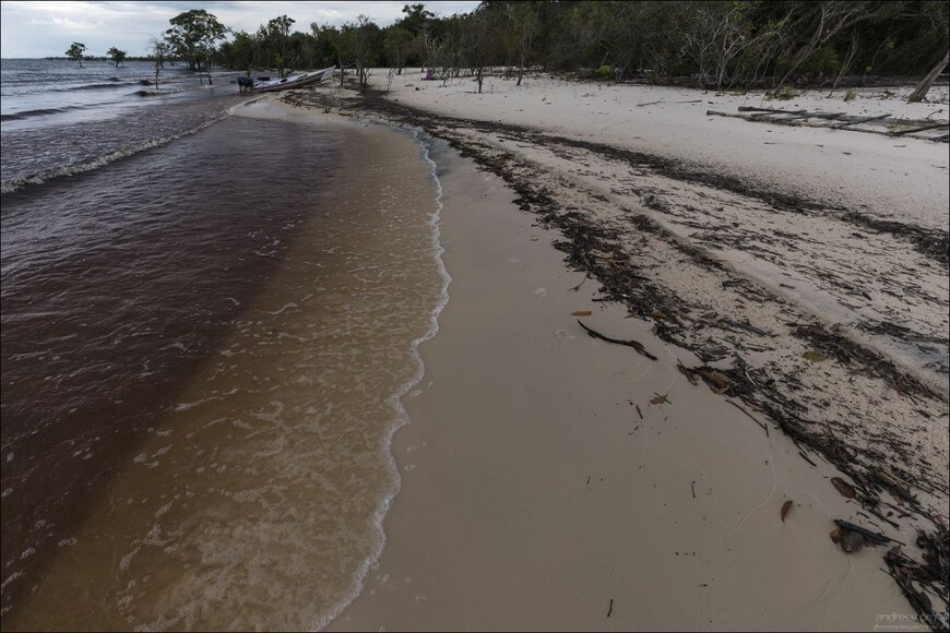 Розовые дельфины Черной реки