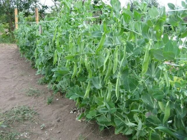 Соседство баклажанов с другими овощами на грядке в теплице и открытом грунте