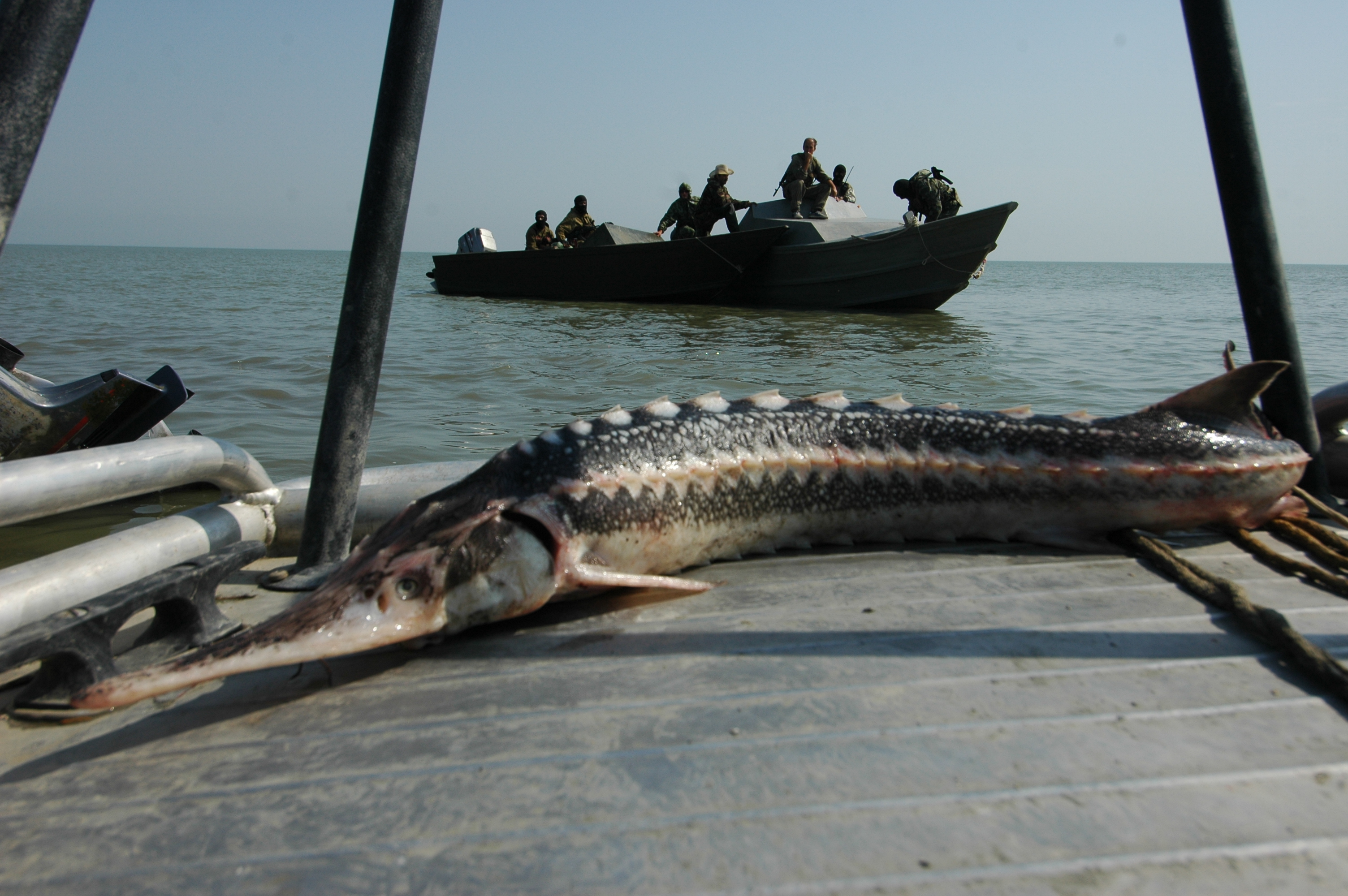 кто водится в каспийском море