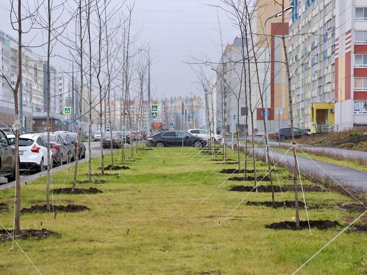 В Челябинской области деревьев посадили в 3 раза больше, чем вырубили