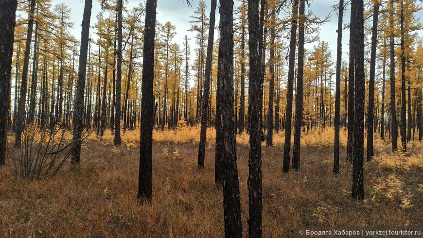 Чарские пески — самая северная пустыня