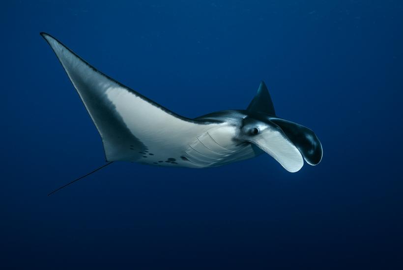 Гигантская манта ныряет в океане