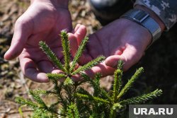 В Заозерном районе Кургана появилась Аллея Памяти из маленьких елочек