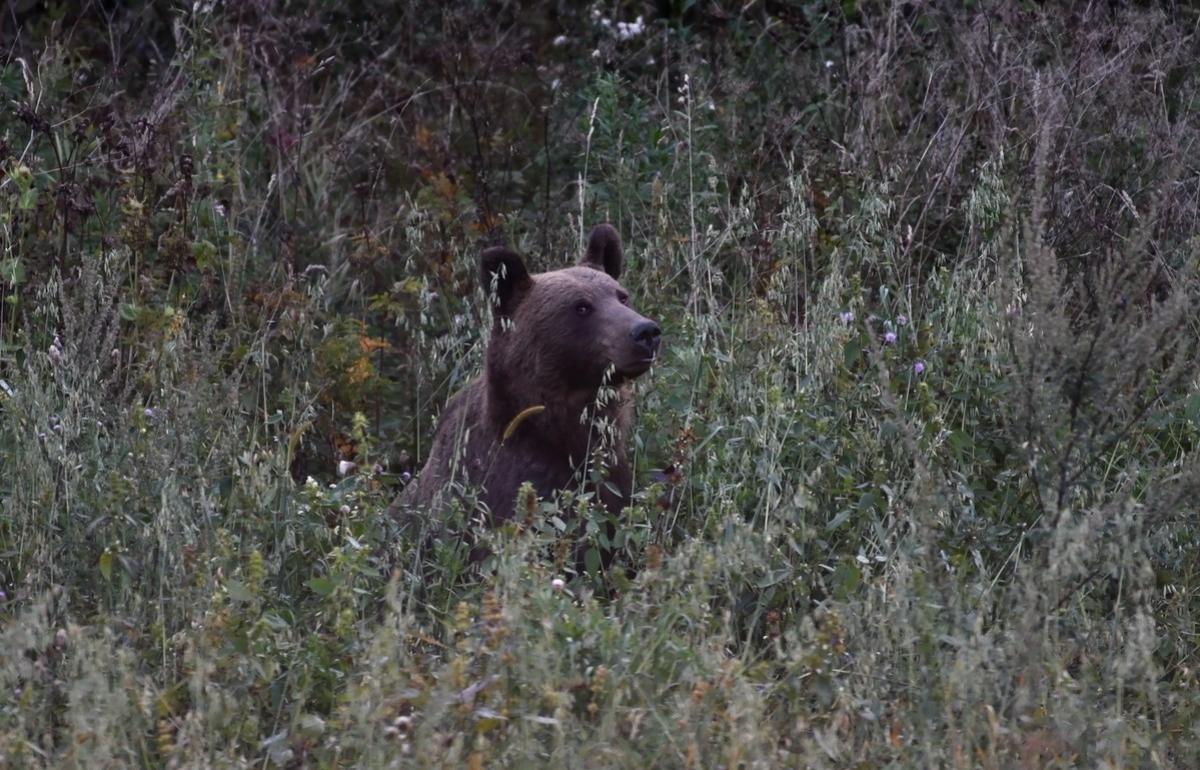 Заповедник в Тверской области приглашает гостей на ужин к медведю