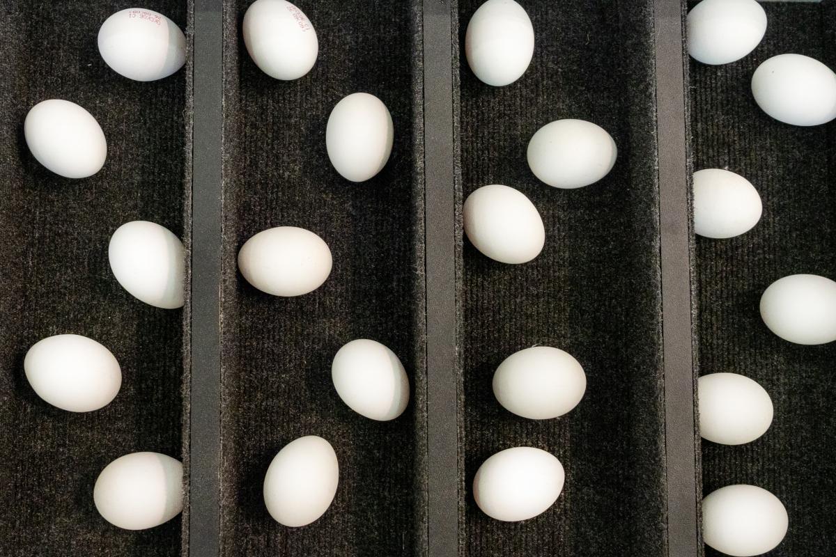 Цены производителей на яйца первой категории в РФ снизились на 2,5% — Минсельхоз